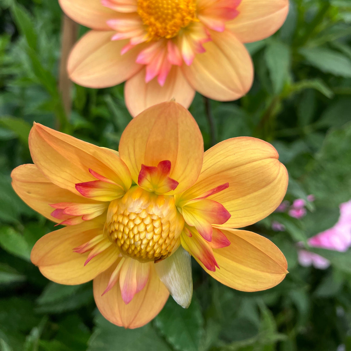 Dahlia, 'Kelsey Annie Joy' Bareroot - 6 Piece