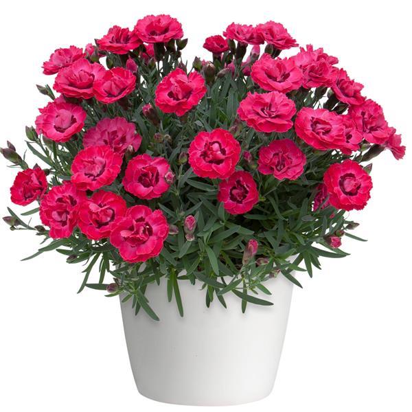 Patio Plant Club - Delivered Monthly, FREE Shipping!