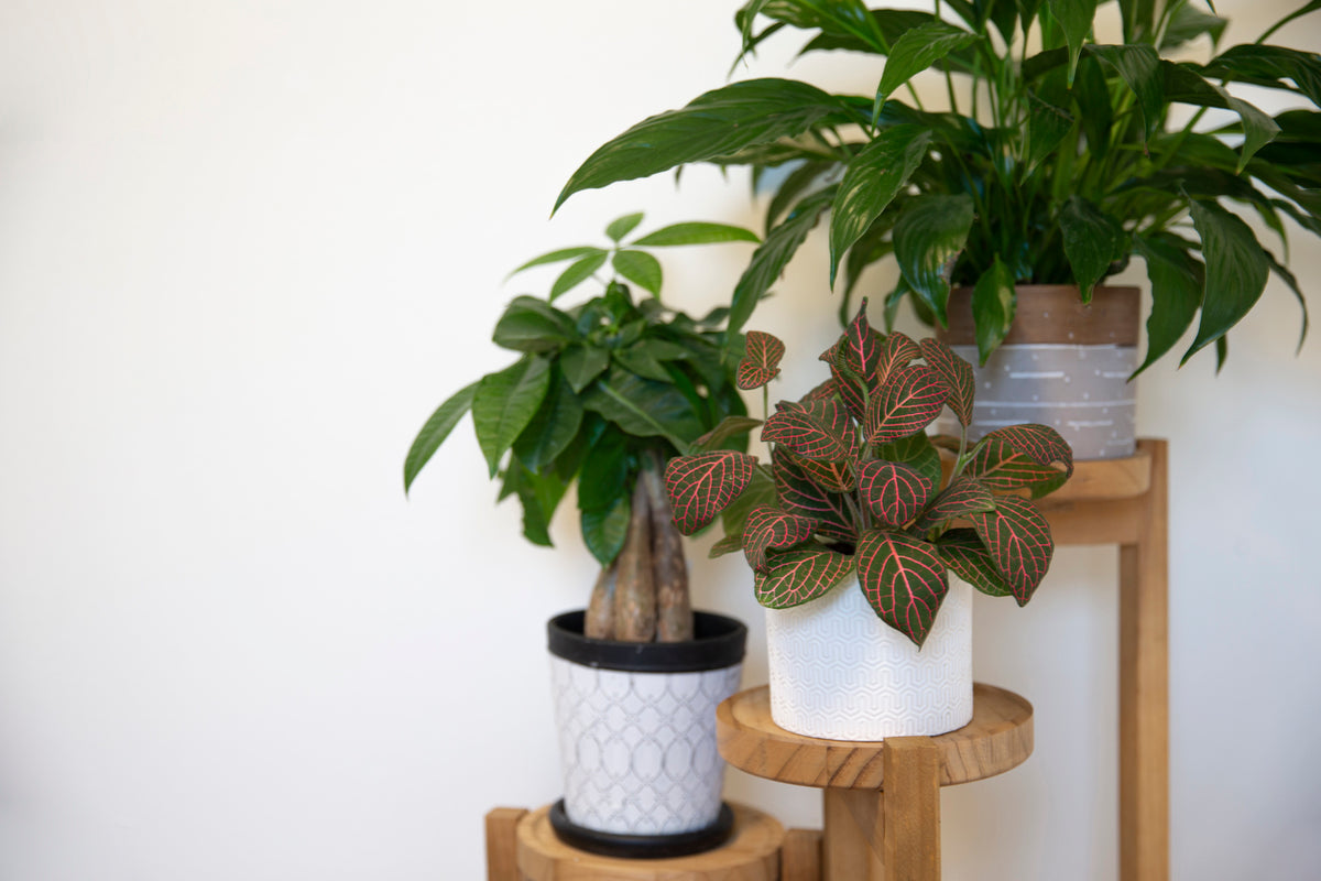 Deluxe Houseplant Club, Plant + Elevated Pot - Delivered Monthly, FREE Shipping!