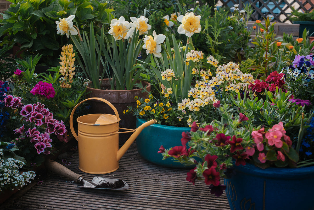 Patio Plant Club - Delivered Monthly, FREE Shipping!