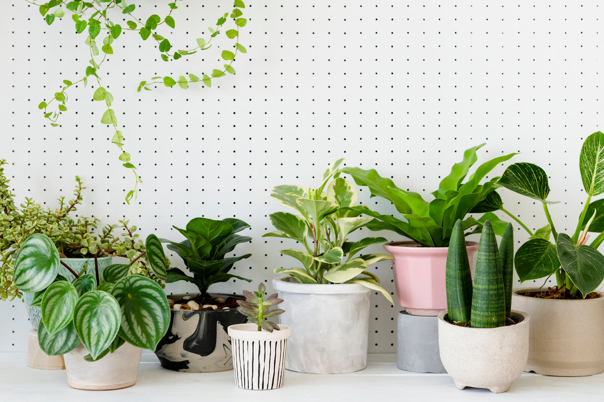 Deluxe Houseplant Club, Plant + Elevated Pot - Delivered Monthly, FREE Shipping!