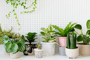 TEST Houseplant Club PLUS - Delivered Monthly, FREE Shipping!