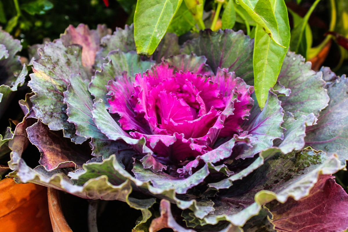 Ornamental Kale 'Flower Kale Osaka IQ Red' – 4" Pot
