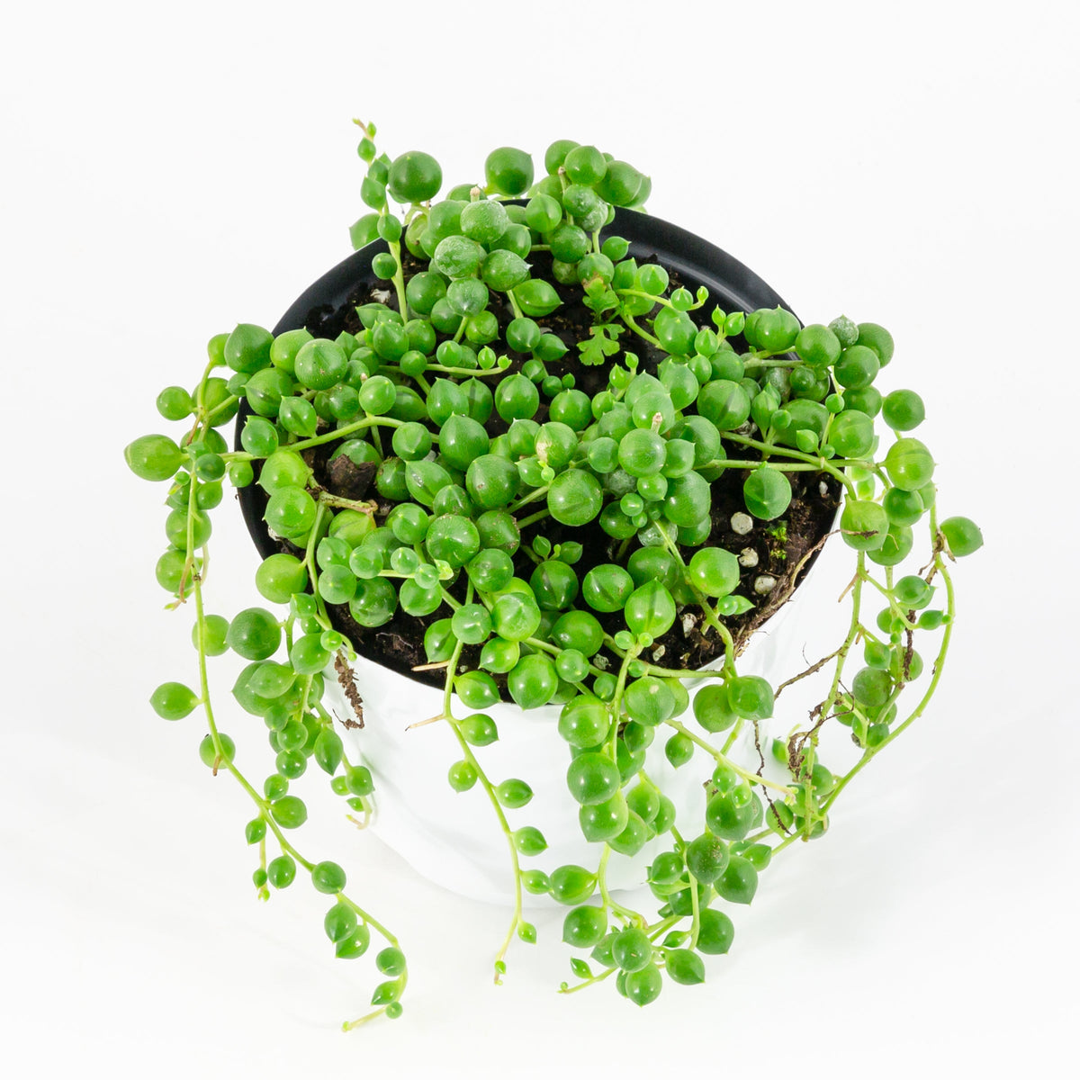 String of Pearls - 4" Pot