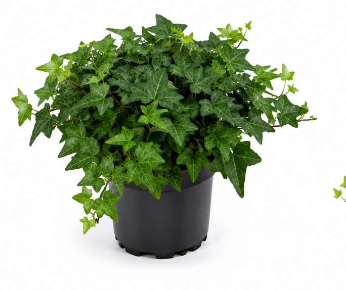 Hedera helix ivy Thorndale, 4" Pot