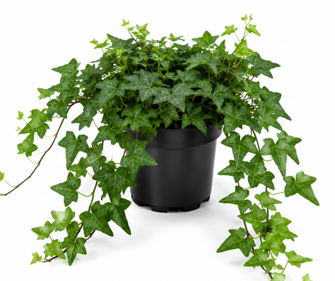 Hedera helix ivy Thorndale, 4" Pot