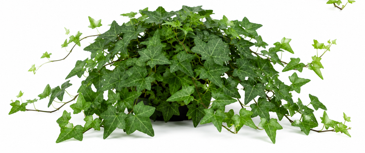 Hedera helix ivy Thorndale, 4" Pot